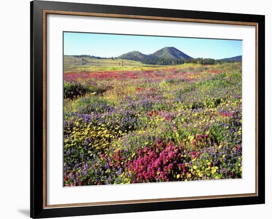 Wildflowers Near Lake Cuyamaca and Stonewall Peak, Cuyamaca Rancho State Park, California, USA-Christopher Talbot Frank-Framed Photographic Print