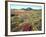 Wildflowers Near Lake Cuyamaca and Stonewall Peak, Cuyamaca Rancho State Park, California, USA-Christopher Talbot Frank-Framed Photographic Print