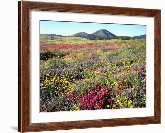Wildflowers Near Lake Cuyamaca and Stonewall Peak, Cuyamaca Rancho State Park, California, USA-Christopher Talbot Frank-Framed Photographic Print