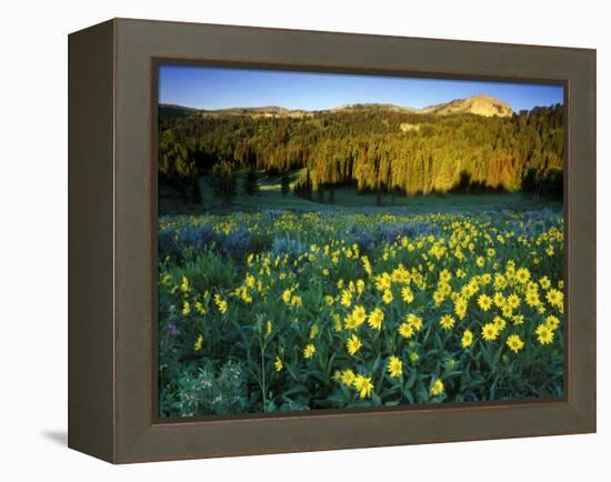 Wildflowers Near Lionshead Mountain, Gallatin National Forest, West Yellowstone, Montana, USA-Chuck Haney-Framed Premier Image Canvas