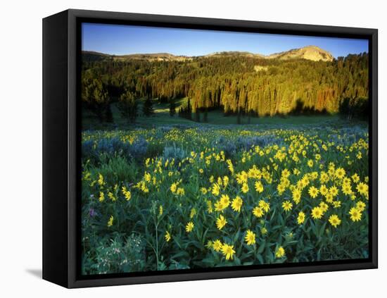 Wildflowers Near Lionshead Mountain, Gallatin National Forest, West Yellowstone, Montana, USA-Chuck Haney-Framed Premier Image Canvas