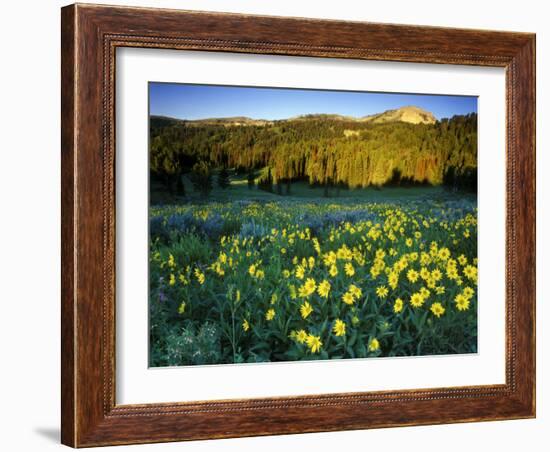 Wildflowers Near Lionshead Mountain, Gallatin National Forest, West Yellowstone, Montana, USA-Chuck Haney-Framed Photographic Print