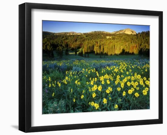 Wildflowers Near Lionshead Mountain, Gallatin National Forest, West Yellowstone, Montana, USA-Chuck Haney-Framed Photographic Print