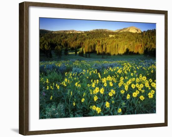 Wildflowers Near Lionshead Mountain, Gallatin National Forest, West Yellowstone, Montana, USA-Chuck Haney-Framed Photographic Print