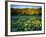 Wildflowers Near Lionshead Mountain, Gallatin National Forest, West Yellowstone, Montana, USA-Chuck Haney-Framed Photographic Print