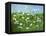 Wildflowers of Finland-Herb Dickinson-Framed Premier Image Canvas