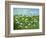 Wildflowers of Finland-Herb Dickinson-Framed Photographic Print