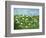 Wildflowers of Finland-Herb Dickinson-Framed Photographic Print