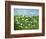 Wildflowers of Finland-Herb Dickinson-Framed Photographic Print