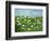 Wildflowers of Finland-Herb Dickinson-Framed Photographic Print