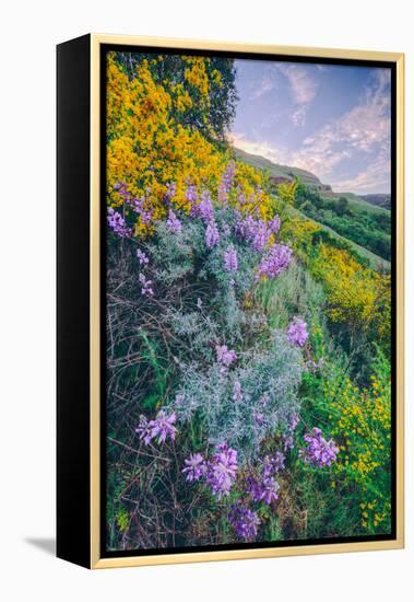 Wildflowers of Oakland in Spring-null-Framed Premier Image Canvas