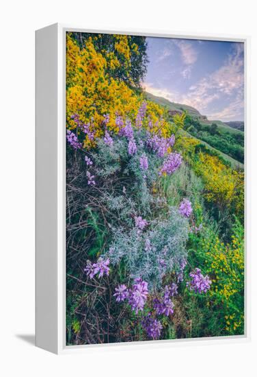 Wildflowers of Oakland in Spring-null-Framed Premier Image Canvas