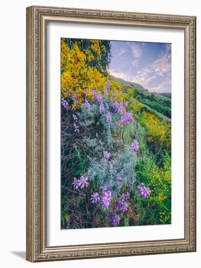 Wildflowers of Oakland in Spring-null-Framed Photographic Print