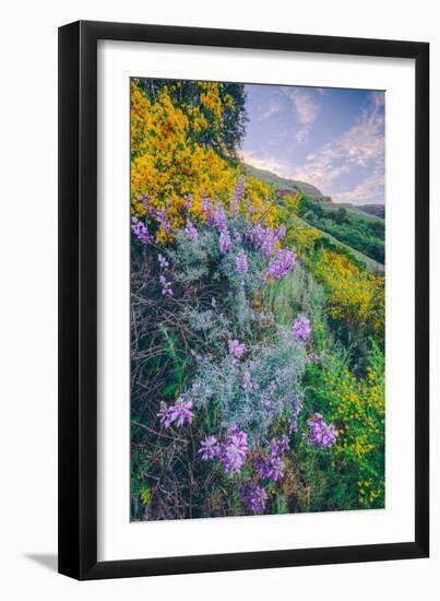 Wildflowers of Oakland in Spring-null-Framed Photographic Print