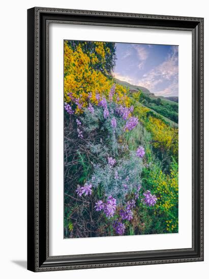 Wildflowers of Oakland in Spring-null-Framed Photographic Print