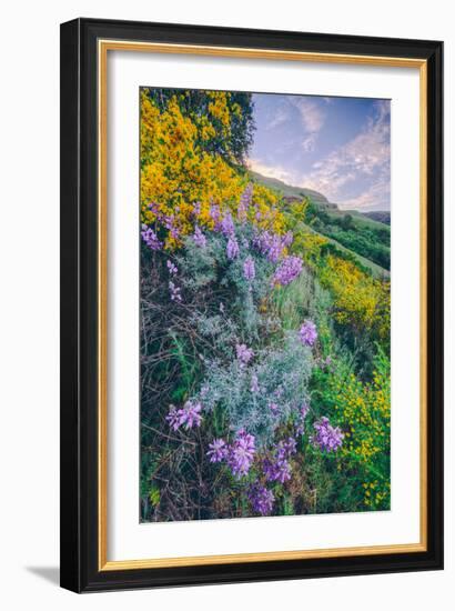 Wildflowers of Oakland in Spring-null-Framed Photographic Print