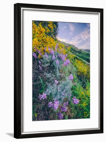 Wildflowers of Oakland in Spring-null-Framed Photographic Print