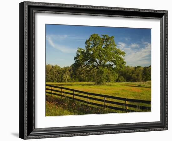Wildflowers of Paintbrush and Blue Bonnets, Gay Hill Area, Texas, USA-Darrell Gulin-Framed Photographic Print