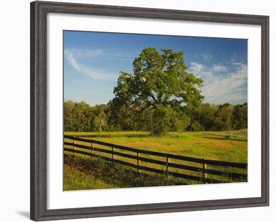 Wildflowers of Paintbrush and Blue Bonnets, Gay Hill Area, Texas, USA-Darrell Gulin-Framed Photographic Print