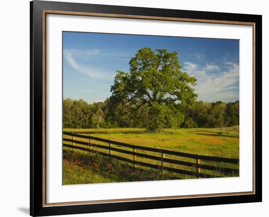 Wildflowers of Paintbrush and Blue Bonnets, Gay Hill Area, Texas, USA-Darrell Gulin-Framed Photographic Print