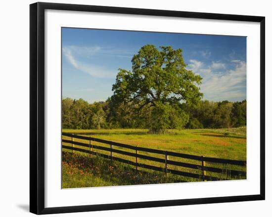 Wildflowers of Paintbrush and Blue Bonnets, Gay Hill Area, Texas, USA-Darrell Gulin-Framed Photographic Print