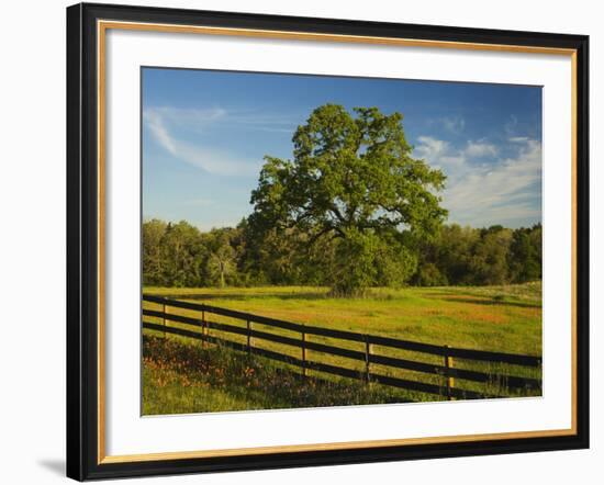 Wildflowers of Paintbrush and Blue Bonnets, Gay Hill Area, Texas, USA-Darrell Gulin-Framed Photographic Print