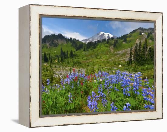 Wildflowers on Meadows, Mount Rainier National Park, Washington, USA-Tom Norring-Framed Premier Image Canvas