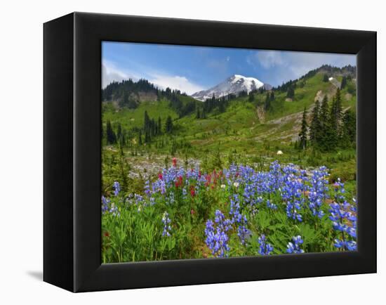 Wildflowers on Meadows, Mount Rainier National Park, Washington, USA-Tom Norring-Framed Premier Image Canvas