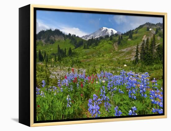 Wildflowers on Meadows, Mount Rainier National Park, Washington, USA-Tom Norring-Framed Premier Image Canvas