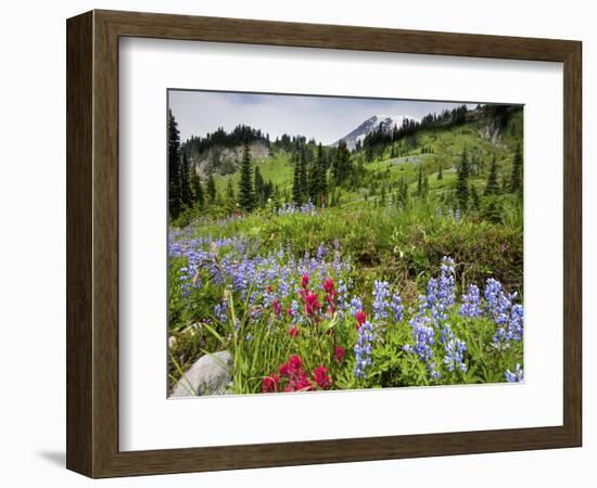 Wildflowers on Meadows, Mount Rainier National Park, Washington, USA-Tom Norring-Framed Photographic Print