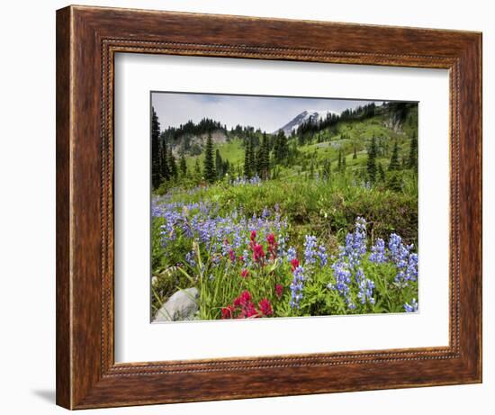 Wildflowers on Meadows, Mount Rainier National Park, Washington, USA-Tom Norring-Framed Photographic Print