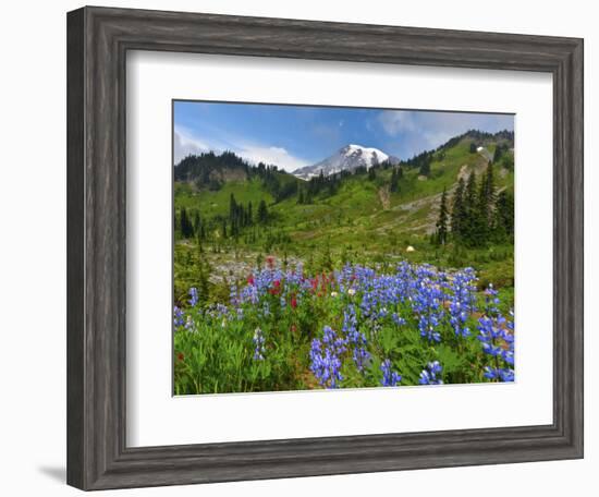 Wildflowers on Meadows, Mount Rainier National Park, Washington, USA-Tom Norring-Framed Photographic Print