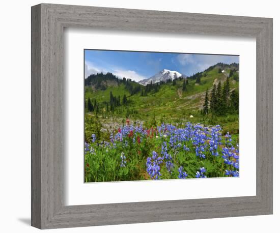 Wildflowers on Meadows, Mount Rainier National Park, Washington, USA-Tom Norring-Framed Photographic Print