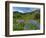 Wildflowers on Meadows, Mount Rainier National Park, Washington, USA-Tom Norring-Framed Photographic Print