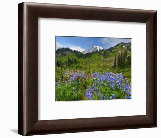 Wildflowers on Meadows, Mount Rainier National Park, Washington, USA-Tom Norring-Framed Photographic Print