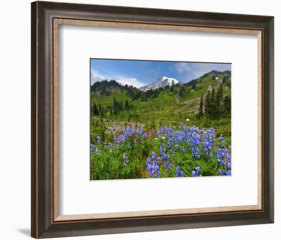 Wildflowers on Meadows, Mount Rainier National Park, Washington, USA-Tom Norring-Framed Photographic Print