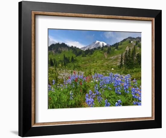 Wildflowers on Meadows, Mount Rainier National Park, Washington, USA-Tom Norring-Framed Photographic Print