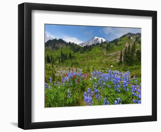 Wildflowers on Meadows, Mount Rainier National Park, Washington, USA-Tom Norring-Framed Photographic Print