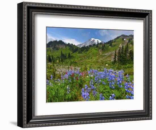 Wildflowers on Meadows, Mount Rainier National Park, Washington, USA-Tom Norring-Framed Photographic Print