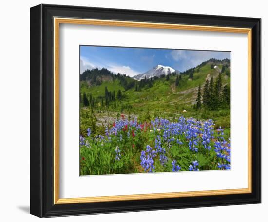 Wildflowers on Meadows, Mount Rainier National Park, Washington, USA-Tom Norring-Framed Photographic Print