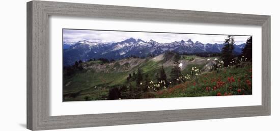 Wildflowers on Mountains, Mt Rainier, Pierce County, Washington State, USA-null-Framed Photographic Print