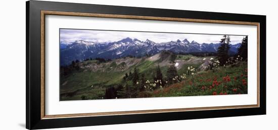 Wildflowers on Mountains, Mt Rainier, Pierce County, Washington State, USA-null-Framed Photographic Print