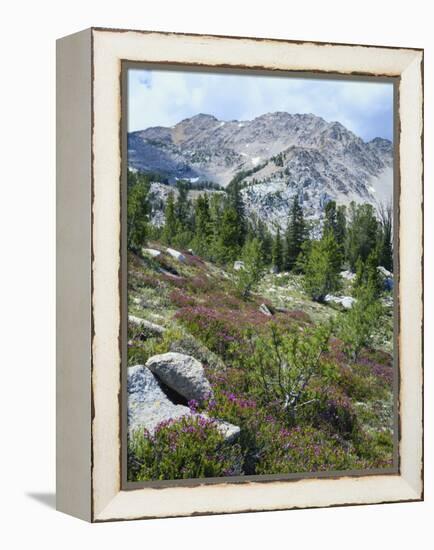 Wildflowers on Patterson Peak, Challis National Forest, Sawtooth Recreation Area, Idaho, USA-Scott T. Smith-Framed Premier Image Canvas