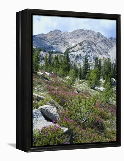 Wildflowers on Patterson Peak, Challis National Forest, Sawtooth Recreation Area, Idaho, USA-Scott T. Smith-Framed Premier Image Canvas