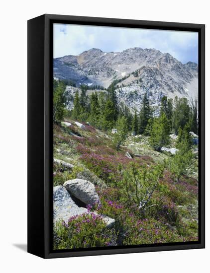 Wildflowers on Patterson Peak, Challis National Forest, Sawtooth Recreation Area, Idaho, USA-Scott T. Smith-Framed Premier Image Canvas