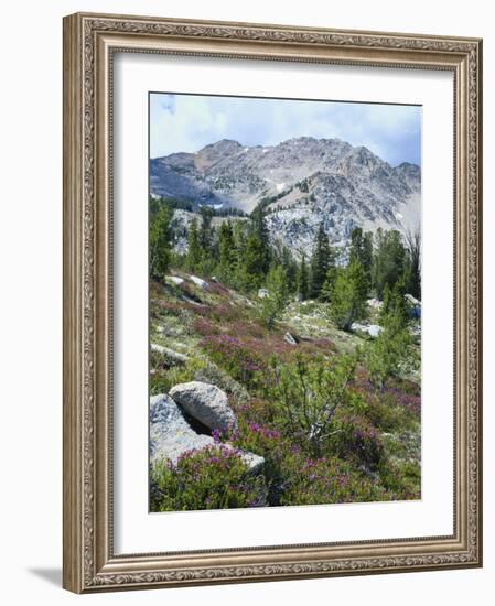 Wildflowers on Patterson Peak, Challis National Forest, Sawtooth Recreation Area, Idaho, USA-Scott T. Smith-Framed Photographic Print