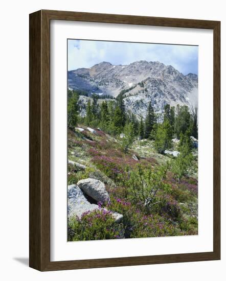 Wildflowers on Patterson Peak, Challis National Forest, Sawtooth Recreation Area, Idaho, USA-Scott T. Smith-Framed Photographic Print