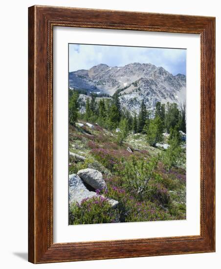 Wildflowers on Patterson Peak, Challis National Forest, Sawtooth Recreation Area, Idaho, USA-Scott T. Smith-Framed Photographic Print