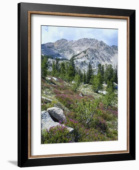 Wildflowers on Patterson Peak, Challis National Forest, Sawtooth Recreation Area, Idaho, USA-Scott T. Smith-Framed Photographic Print