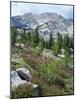 Wildflowers on Patterson Peak, Challis National Forest, Sawtooth Recreation Area, Idaho, USA-Scott T. Smith-Mounted Photographic Print